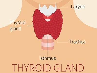 Herbal Glossary: Remedies for Your Thyroid