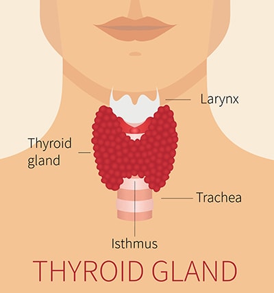 10 Signs Your Feet are Warning You About a Thyroid Problem- Thyroid Gland