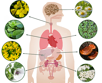 The Herbal Body Map