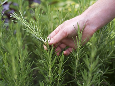 DIY Amish Elixir for Pain Management- Rosemary