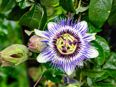 Drink A Cup of This Every Night For Better Sleep- Passionflower Plant