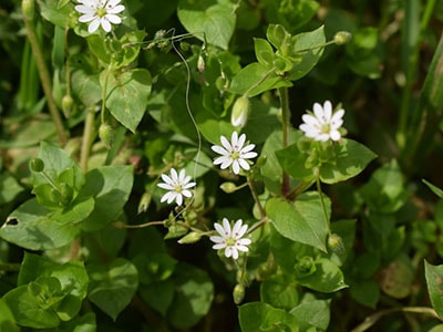 Foraging Calendar What to Forage in April- Chickweed