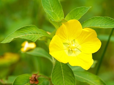 Foraging Calendar What to Forage in April- Evening Primrose
