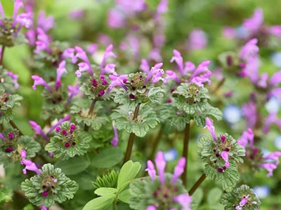 Foraging Calendar What to Forage in April- Henbit
