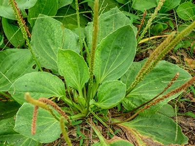 Foraging Calendar What to Forage in April- Plantain