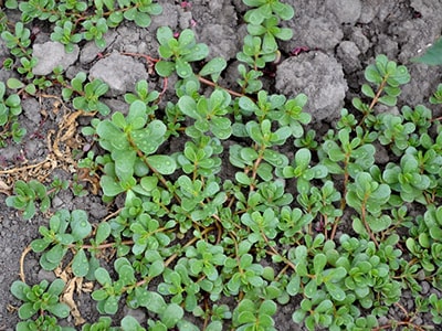 Foraging Calendar What to Forage in April- Purslane