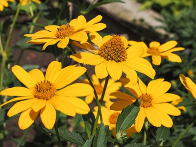 Foraging Calendar What to Forage in April- Sunchoke