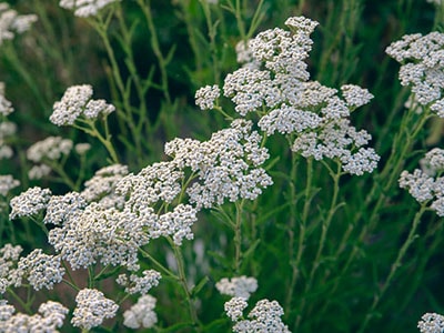 Foraging Calendar What to Forage in April- Yarrow