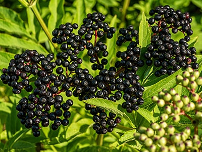 Foraging Calendar What to Forage in May- Elderberry