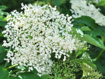 Foraging Calendar What to Forage in May- Elderflower