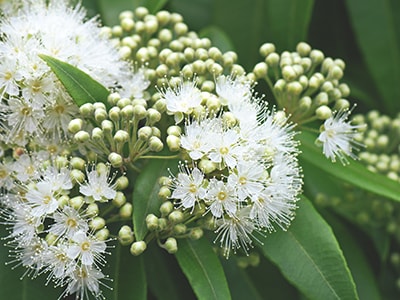 Foraging Calendar What to Forage in May-Lemon Myrtle