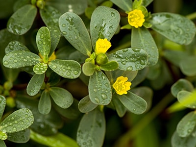Foraging Calendar What to Forage in May- Purslane