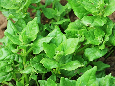 Foraging Calendar What to Forage in May- Warrigal Greens
