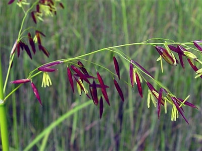 Foraging Calendar What to Forage in May- Wild Rice