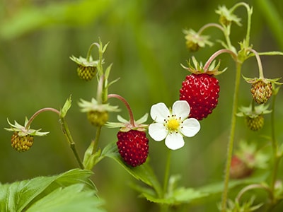 Foraging Calendar What to Forage in May- Wild Strawberries