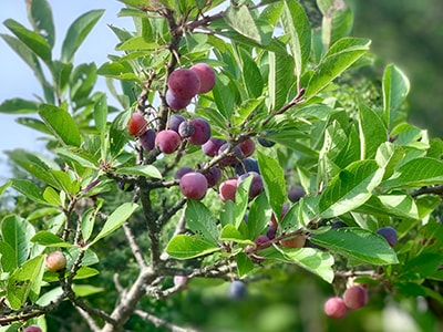 Foraging Calendar What to Forage in May- beach plum