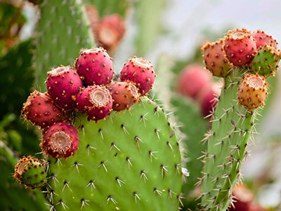 Foraging Calendar What to Forage in May-prickly pear