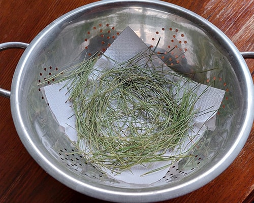 Pine Needle Infused Oil for Rheumatism and Arthritis- pine needles