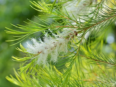 Why You Should Add This Essential Oil To Your Herbal Toolkit - Melaleuca alternifolia