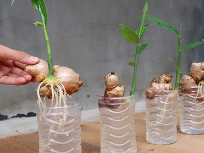 10 Herbs You Can Grow Without Soil - hydroponic plants 6