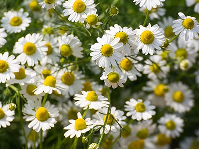 Herbal Remedies For Insomnia That Actually Work - Chamomile