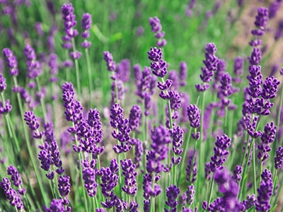Herbal Remedies For Insomnia That Actually Work - Lavender