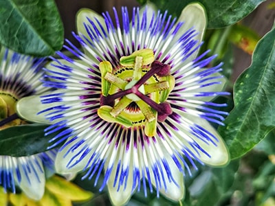 Herbal Remedies For Insomnia That Actually Work - Passionflower