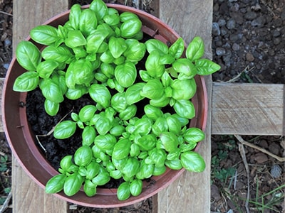 Medicinal Herbs You Plant Only Once and Harvest Forever- basil