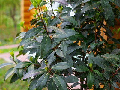 Medicinal Herbs You Plant Only Once and Harvest Forever- bay laurel