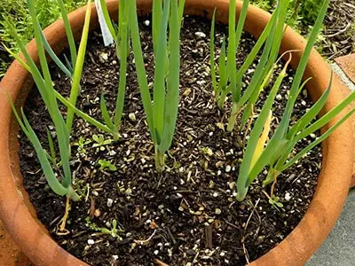 Medicinal Herbs You Only Plant Once and Harvest Forever - The Lost Herbs