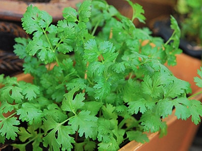 Medicinal Herbs You Plant Only Once and Harvest Forever- cilantro