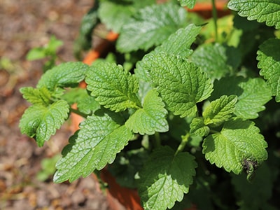 Medicinal Herbs You Plant Only Once and Harvest Forever- lemon balm