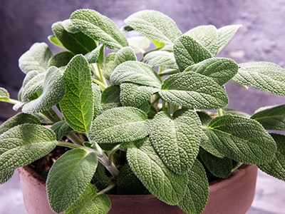 Medicinal Herbs You Plant Only Once and Harvest Forever- sage