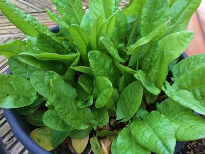 Medicinal Herbs You Plant Only Once and Harvest Forever- sorrel