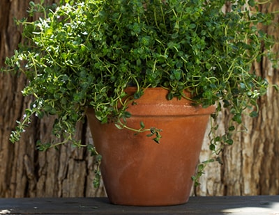 Medicinal Herbs You Plant Only Once and Harvest Forever- thyme
