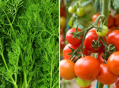 Stop Planting These Herbs Together-dill and tomatoes