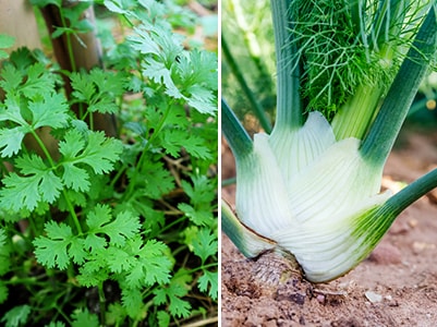 Stop Planting These Herbs Together- fennel and cilantro