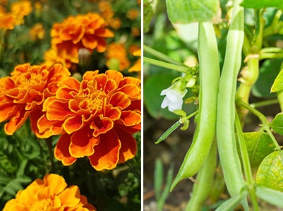 Stop Planting These Herbs Together-marigolds and beans