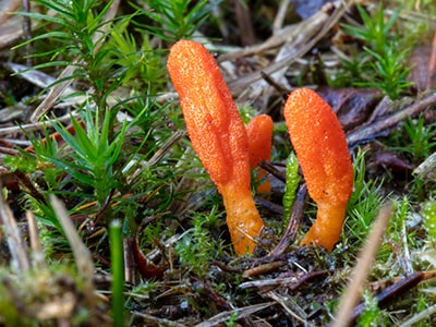 Struggling with Diabetes Here are My Top 4 Herbal Remedies- Cordyceps