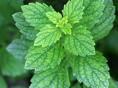 Herbs That Reduce Cortisol The Stress Hormone - Lemon Balm 