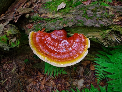 Struggling with Diabetes Here are My Top 4 Herbal Remedies- Reishi