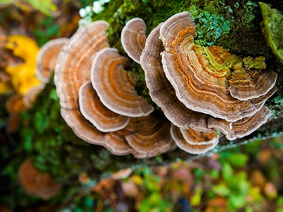 Struggling with Diabetes Here are My Top 4 Herbal Remedies- Turkey Tail