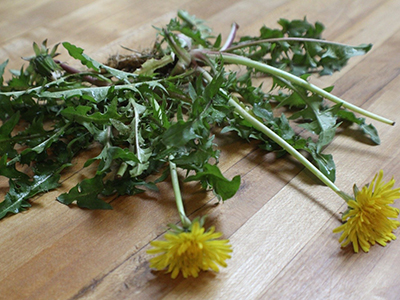 Try A 2 Week Liver Cleanse with This Homemade Potion- foraged dandelion