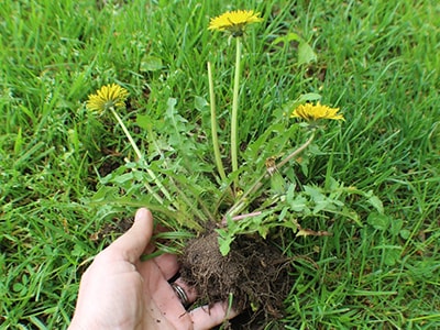 Try A 2 Week Liver Cleanse with This Homemade Potion- foraging dandelion
