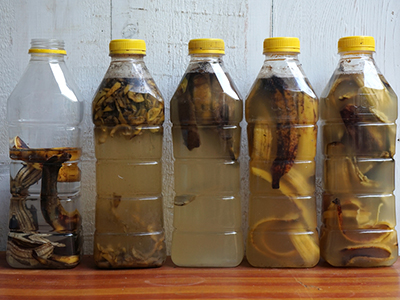What Happens If You Leave Banana Peels in Water?