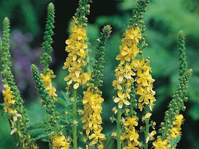 10 Summer Wildflowers that Make Powerful Herbal Remedies - Agrimony