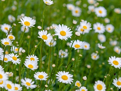 10 Summer Wildflowers that Make Powerful Herbal Remedies - Daisy