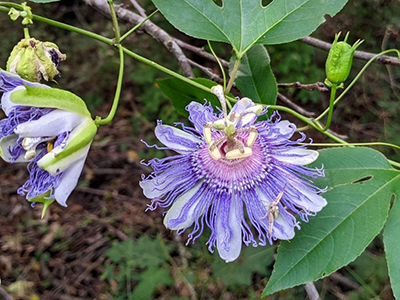 10 Summer Wildflowers that Make Powerful Herbal Remedies - Passionflower