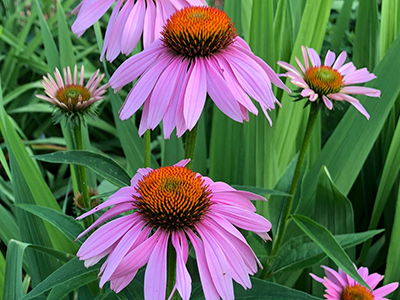 10 Summer Wildflowers that Make Powerful Herbal Remedies - Purple Coneflower