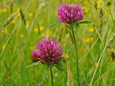 10 Summer Wildflowers that Make Powerful Herbal Remedies - Red Clover